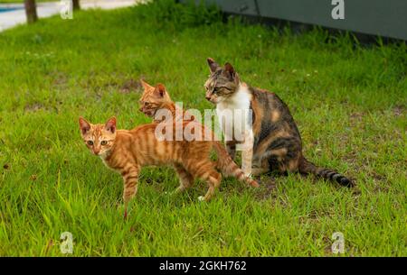 Wilde streunende Katzenfamilie im Park Stockfoto