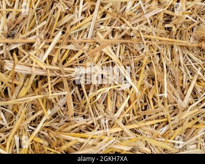 Nahaufnahme von getrocknetem Heu im Heuballen Stockfoto