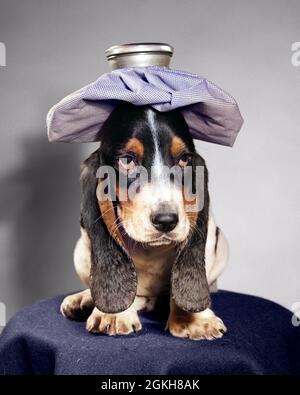 60S UNHAPPY BASSET HUND MIT KATER UND EIS PACK AUF DEM KOPF BLICK AUF DIE KAMERA - D3229C CRS001 HARS TRAURIGKEIT CANINES HOUND HUNG ÜBER LEIDEN VERLETZT STIMMUNG DROOPY EIS PACK GLUM HÄNGE ÜBER DROOPING FLOPPY KRÄNKELNDEN TIERE HUND BASSET HOUND CANINE HEISSWASSERFLASCHE SÄUGETIER MISERABLE PUP ACHE BASSET SCHWARZ UND WEISS ALTMODISCH MÜDE Stockfoto