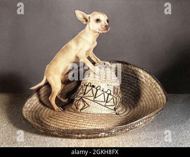 DER KLEINE CHIHUAHUA-HUND AUS DEN 1950ER JAHREN BLICKT AUF DIE KAMERA UND STEHT AUF EINEM GROSSEN STROH MEXIKANISCHER SOMBRERO-HUT - D722C LAN001 HARS OLD FASHIONED Stockfoto