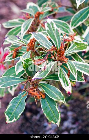 Frostschäden an neuem Wachstum auf Pieris japonica Carnaval im frühen Frühjahr.ein immergrüner, mehrjähriger Strauch mit weißen Blättern, der vollständig winterhart ist Stockfoto