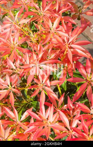 Nahaufnahme des neuen roten Laubs auf Pieris japonica Waldflamme, die Mitte bis Ende des Frühlings wächst, ist eine immergrüne Staude, die frosthart ist. Stockfoto