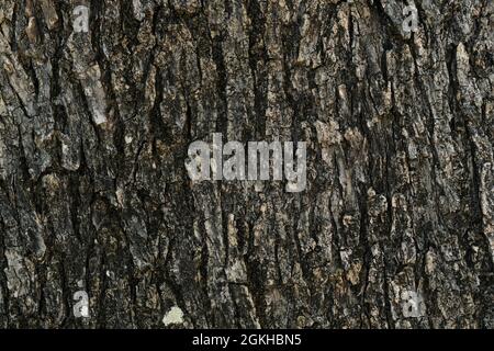 Wild gealterte Olivenbaum Rinde Textur, Holz natürliche Tapete Muster Hintergrund, cilento italien Stockfoto