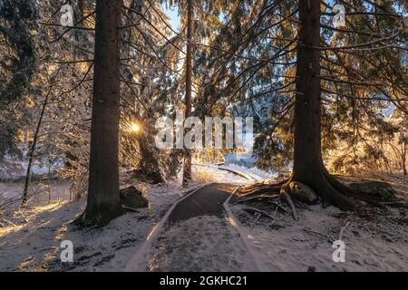 Kalter Wintermorgen am Zelenci-See in Kranjska Gora, Slowenien. Stockfoto