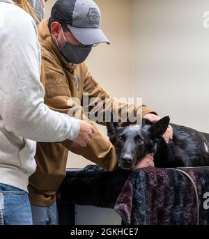 Personal Sgt. Brandon Soto, 436. Sicherheitskräfte Squadron militärischer Hundeführer, Haustiere pensioniert MWD Kali in der tierärztlichen Behandlungsanlage auf der Dover Air Force Base, Delaware, 22. April 2021. Nach sieben Jahren im Dienst wurde Kali nach einem Tumor im Bauch humanisiert. Stockfoto