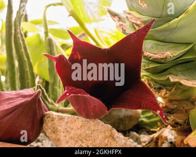 Eine große, gerade öffnende Blütenblume eines Stapelia gigantea, allgemein bekannt als der 'Starfish Flower' Kaktus. Eine Sukulente, die in Südafrika beheimatet ist, aus t Stockfoto