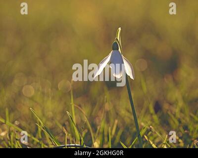 Single Backlit Snowdrop (Galanthus nivalis) in strahlendem Sonnenschein im Frühling in Cumbria, England, Großbritannien Stockfoto