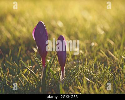 Zwei, 2 straff gefurelte Blütenknospen des purpurnen Frühlings-Krokus (Crocus Vernus) in beleuchtetem Goldglanz im Grasland in Cumbria, England, Großbritannien Stockfoto