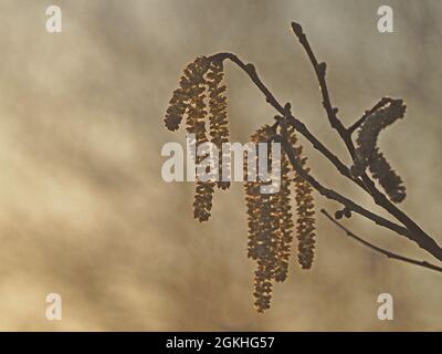 goldenes Leuchten von hinterleuchteten baumelnden Kätzchen des Common Haselbaum ( Corylus avellana) im Frühlingssonne Cumbria, England, Großbritannien Stockfoto
