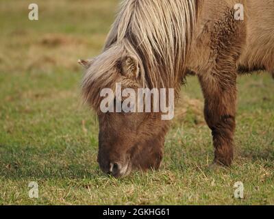 Kleines aschbraunes Pony mit kurzen Beinen & blonder Mähne & Fransen auf grasbewachsenen Feldern in Cumbria, England, Großbritannien Stockfoto