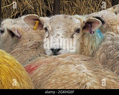 Schar von weißen Schafen mit hellgelben, blauen und roten Farbstoffen drängte sich zusammen mit einem Blick auf die Kamera mit gelben und violetten Ohrmarken- Cumbria, England, Großbritannien Stockfoto