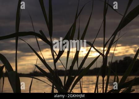 Blick durch das Schilf auf die Reflexion der untergehenden Sonne im See Stockfoto