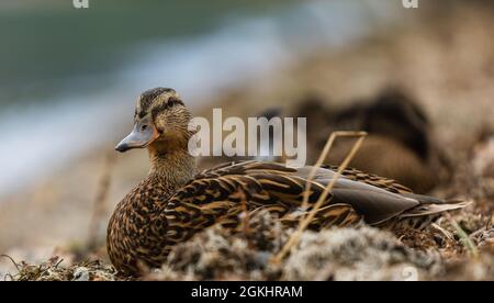 Braune Ente sitzt auf einem Ufer am See und schaut direkt auf die rhe-Kamera. Nahaufnahme eines jungen Entenweibchens Stockfoto