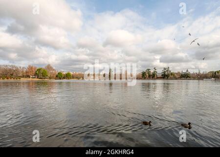 Ein Paar Enten, die an einem Herbsttag am See der Casa de Campo in Madrid spazieren gehen, mit vielen Wolken am bewölkten Himmel Stockfoto