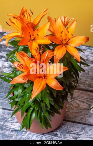 Topf mit asiatischen Lilien mit oranger Knospenfarbe in voller Blüte und grünen Stielen Stockfoto