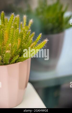 Rosafarbener Blumentopf voller grüner, feiner, stacheliger Hylocereus undatus, der in einem Glasfenster reflektiert wird Stockfoto