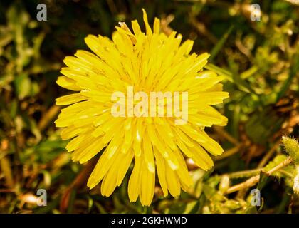 Frühlingsblumen blühen auf der Marine Corps Base Quantico, Virginia, 28. April 2021. Der Frühling markiert den Beginn wärmeren Wetters, das Blühen von Blumen und das Aufblühen von Blättern. Stockfoto