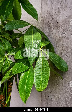 Blätter von pachira aquatica mit vielen Tropfen Kühlwasser auf dem Dachboden einer Industriewohnung mit freiliegenden Betonbalken Stockfoto