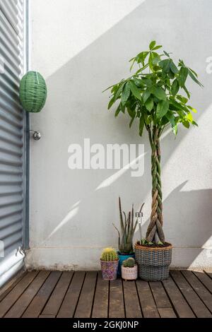 Terrassenecke in Industriewohnung mit dunklen Holzböden und geflochtenem aquatica pachira, Aloe und verschiedenen Kakteen Stockfoto