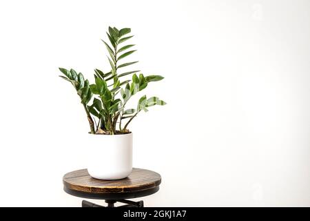 Zamioculca fotografiert im Studio auf schwarzem runden industriellen Hocker und weißem Blumentopf Stockfoto