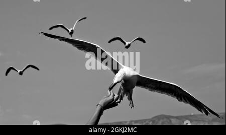 Graustufenaufnahme einer Person, die Möwen füttert, die über dem Meer fliegen Stockfoto