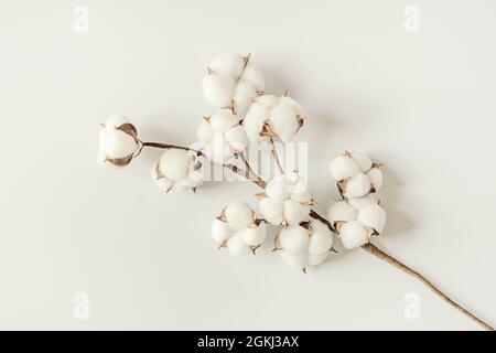 Dekorativer Baumwollzweig mit vielen weißen Knospen auf weißem Hintergrund von oben gesehen Stockfoto