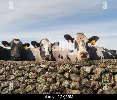Drei schwarze und weiße Kühe, die über eine Steinmauer auf Terceira Island auf den Azoren blicken. Stockfoto