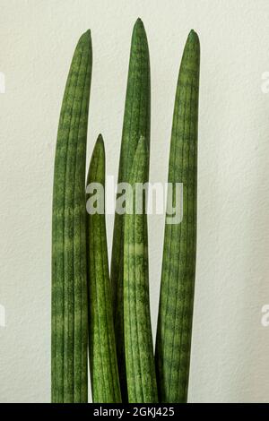 Stängel von sansevieria cylindrica mit weißem Wandhintergrund. Dekorative Zimmerpflanzen Stockfoto