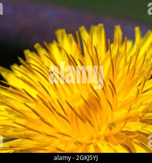 Makroaufnahme des Kopfs der Dandelionblüte, leuchtend gelb und auf das Sonnenlicht zeigend, mit deutlichen Staubgefäßen und Pollen. Stockfoto