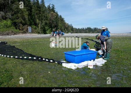 Mitarbeiter von Naval Facilities Engineering Systems Command Northwest, United States Geological Survey Marrowstone Marine Field Station und anderen Organisationen führen verschiedene Aufgaben wie die Identifizierung, Zählung und Messung von Organismen während eines Strandsegnens im Naval Magazine Indian Island in Port Hadlock, Washington, durch, 29. April 2021. Diese Organismen wurden mit einem Fangnetz gefangen, über ein kleines Boot eingesetzt und vom Personal ans Ufer gezogen. Stockfoto