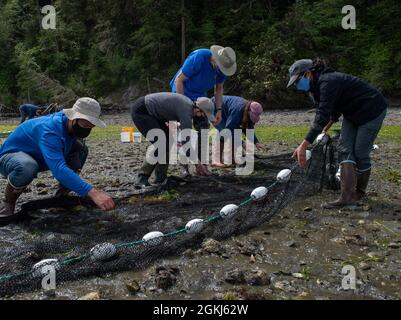 Mitarbeiter des Naval Facilities Engineering Systems Command Northwest, der Geological Survey Marrowstone Marine Field Station der Vereinigten Staaten und anderer Organisationen sammeln Organismen während einer Strandvermessung im Naval Magazine Indian Island in Port Hadlock, Washington, 29. April 2021. Diese Organismen wurden mit einem Fangnetz gefangen, über ein kleines Boot eingesetzt und vom Personal ans Ufer gezogen. Stockfoto