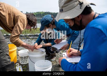 Mitarbeiter von Naval Facilities Engineering Systems Command Northwest, United States Geological Survey Marrowstone Marine Field Station und anderen Organisationen identifizieren und messen Fischorganismen während eines Strandsegelens im Naval Magazine Indian Island in Port Hadlock, Washington, 29. April 2021. Diese Organismen wurden mit einem Fangnetz gefangen, über ein kleines Boot eingesetzt und vom Personal ans Ufer gezogen. Stockfoto