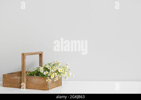 Box mit Kamillen auf dem Tisch in der Nähe der Lichtwand Stockfoto