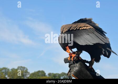 Greifvögel in der Hand des Falknervogels. Falconer Hand hält den Greifvogel vor dem Hintergrund des blauen Himmels Stockfoto