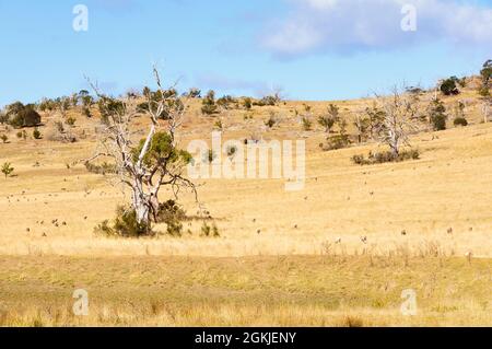 Nach einem trockenen Winter an der Ostküste - Swansea, Tasmanien, Australien Stockfoto