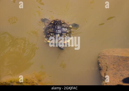 Kleine Schnappschildkröte, die über der Oberfläche eines Teiches in Richtung Ufer schwimmend ist. Stockfoto