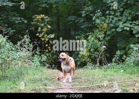 Stafford Hund steht im Park Stockfoto