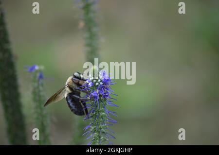 Biene landet auf einer Pflanze. Stockfoto