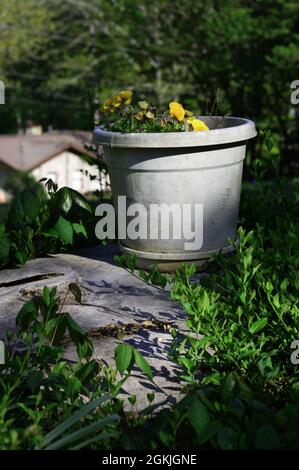 Ein Blumentopf in einem Garten. Stockfoto