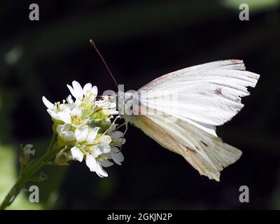 Nahaufnahme eines weißen Kohlschmetterlings, der Nektar aus der weißen Blume auf einer heiseren Alysum-Pflanze mit verschwommenem Hintergrund sammelt. Stockfoto