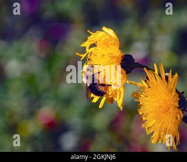 OLYMPUS DIGITALKAMERA - Nahaufnahme einer Hummel, die Nektar aus der gelben Blume auf einer auf einer Wiese wachsenden Sow-Distel-Pflanze sammelt. Stockfoto