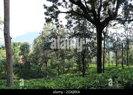 Ein Tee-Anwesen in einer bergigen Gegend mit schattigen Bäumen Stockfoto