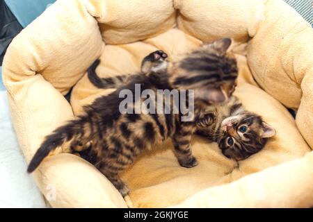 Zwei bengalische, einen Monat alte Kätzchen, die auf dem Katzenkissen lagen. Stockfoto