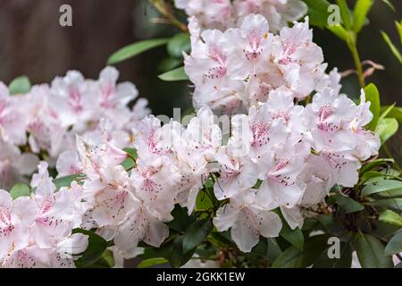 Hellrosa und weiße Rhododendronblüten in voller Blüte auf dunklem immergrünen Busch Stockfoto