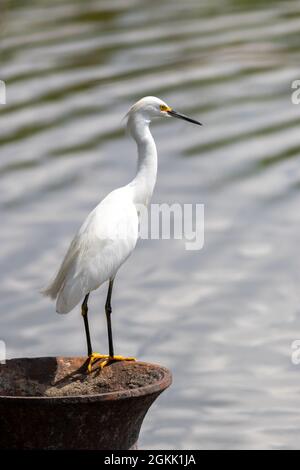 Ein eingeflügelter Schneegreiher steht regungslos am Wasser und wartet auf seine Fischbeute. Stockfoto