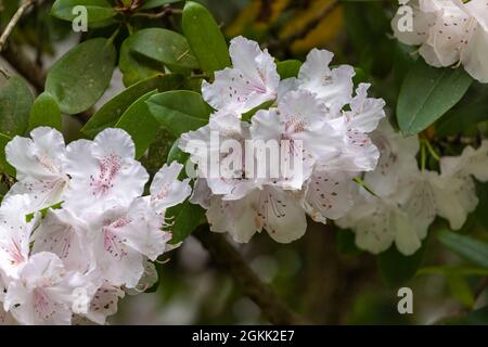 rhododendronbusch mit rosa Blüten und einer kleinen Biene Stockfoto