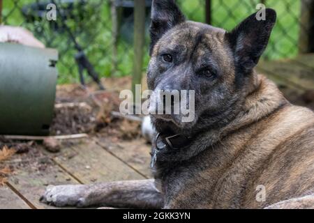 Entspannender, friedlicher, großer brinxeliger Boxer-Mischhund, der draußen auf einem alten Holzdeck liegt Stockfoto