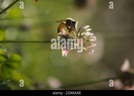 Honigbienen auf Kleeblüten Stockfoto