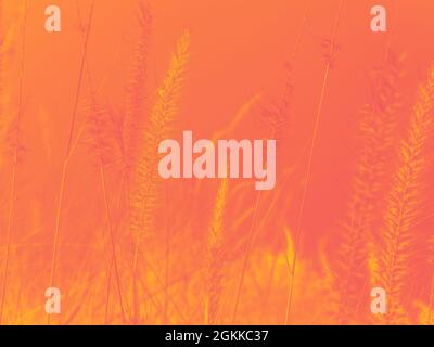 Abstrakter Hintergrund der Wildblume mit orangefarbenem Ton für das Herbstkonzept. Verlaufskarte mit Orange und Gelb. Stockfoto