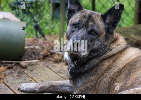 Entspannender, friedlicher, großer brinxeliger Boxer-Mischhund, der draußen auf einem alten Holzdeck liegt Stockfoto